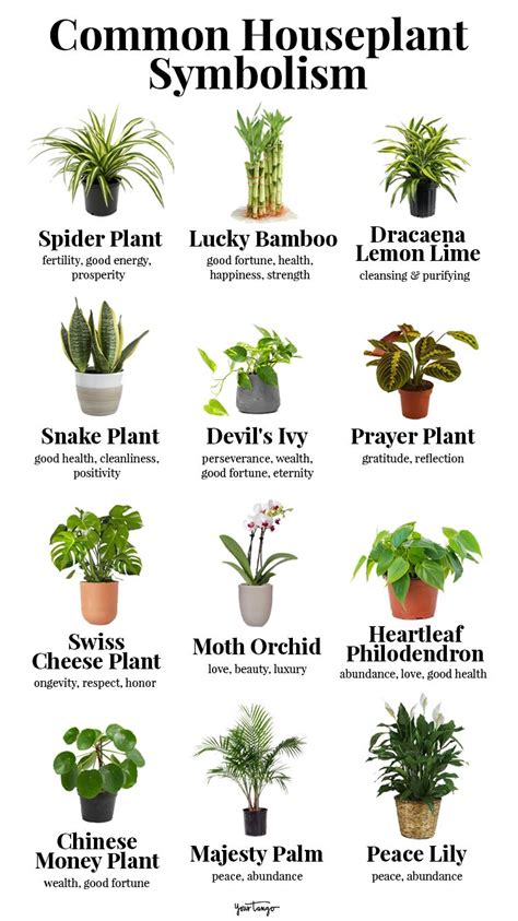 blackjack plant spiritual meaning